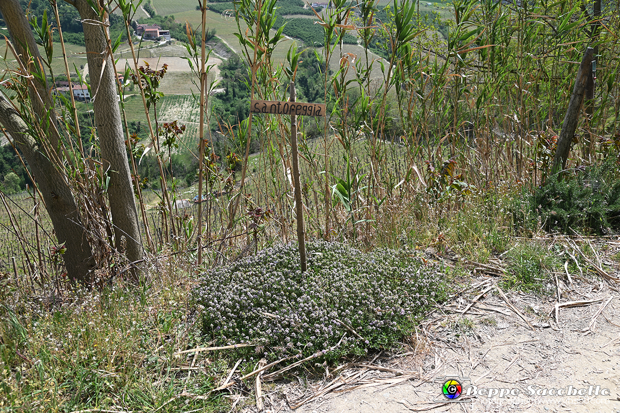 VBS_3126 - Mango (Cuneo) - Gnomovia.jpg